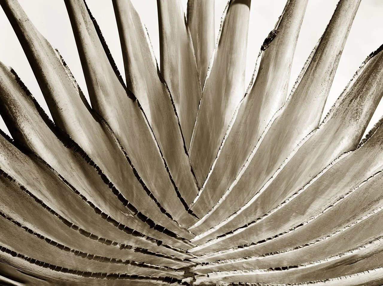 Traveller Palm