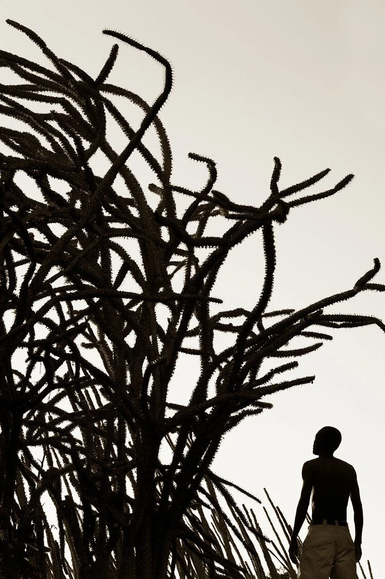 Spiny Forest