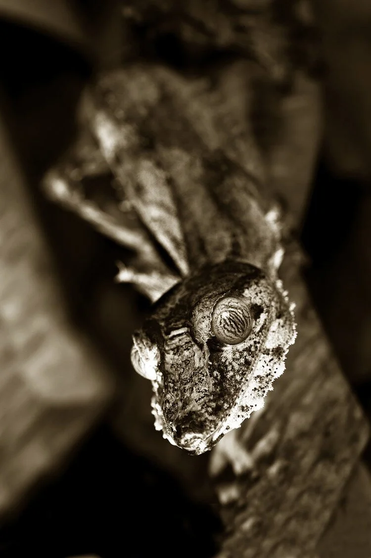 Leaf Tailed Gecko