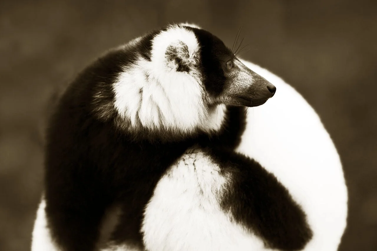 Black and White Lemur