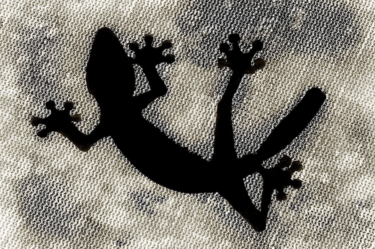 Gecko