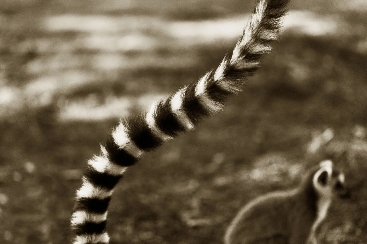 Longtailed Ringtailed