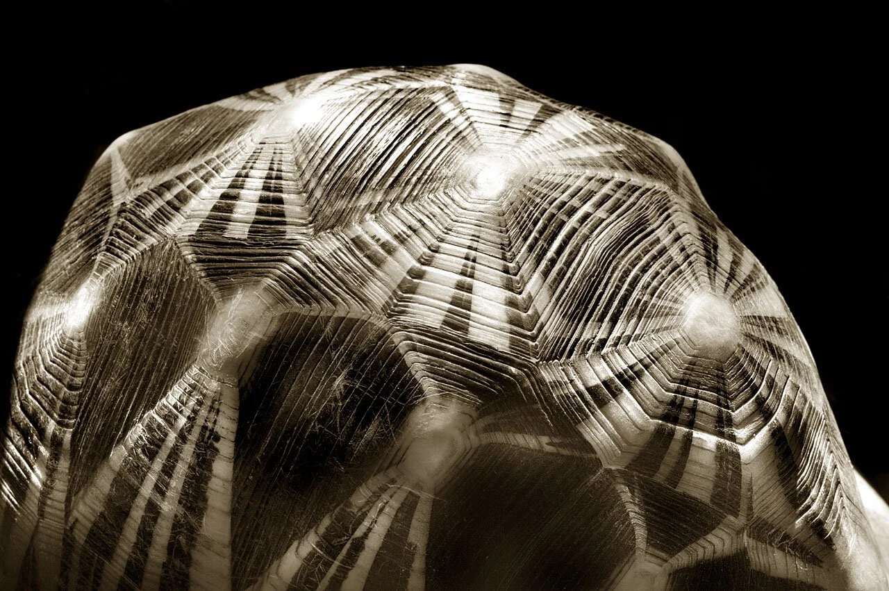 Radiated Tortoise