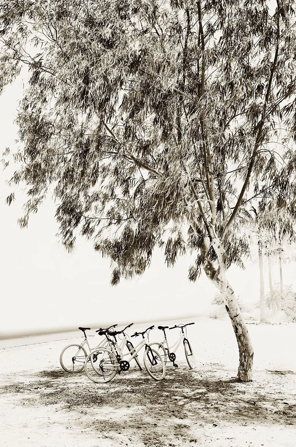 Bike Park