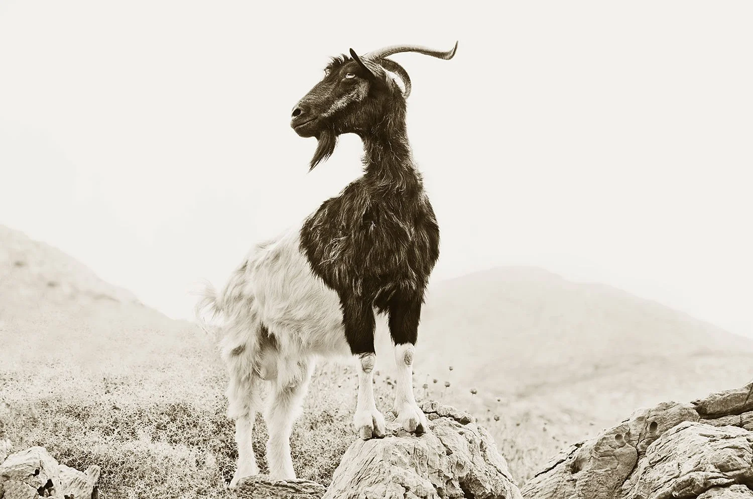 GOAT