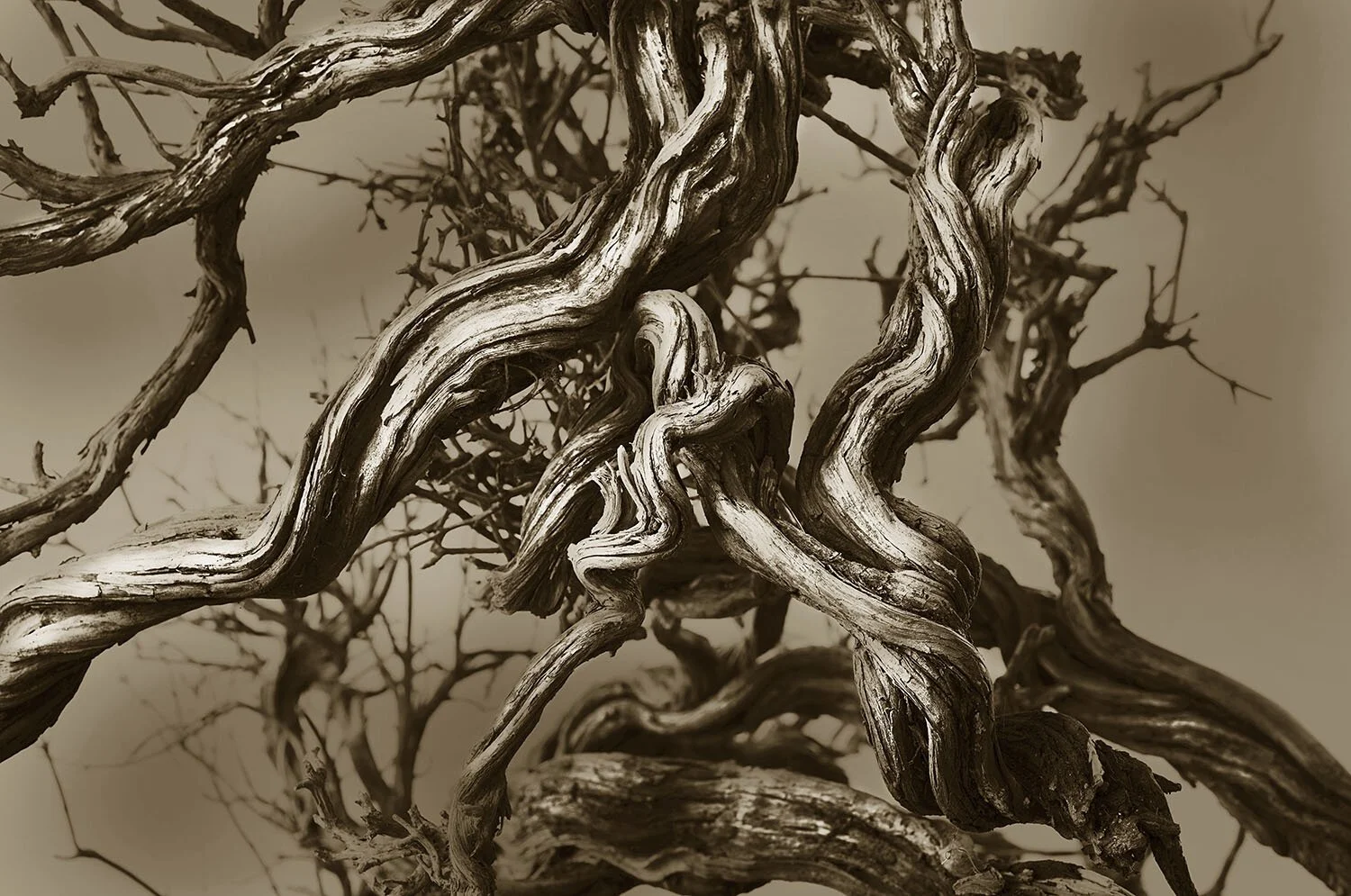 Deadwood