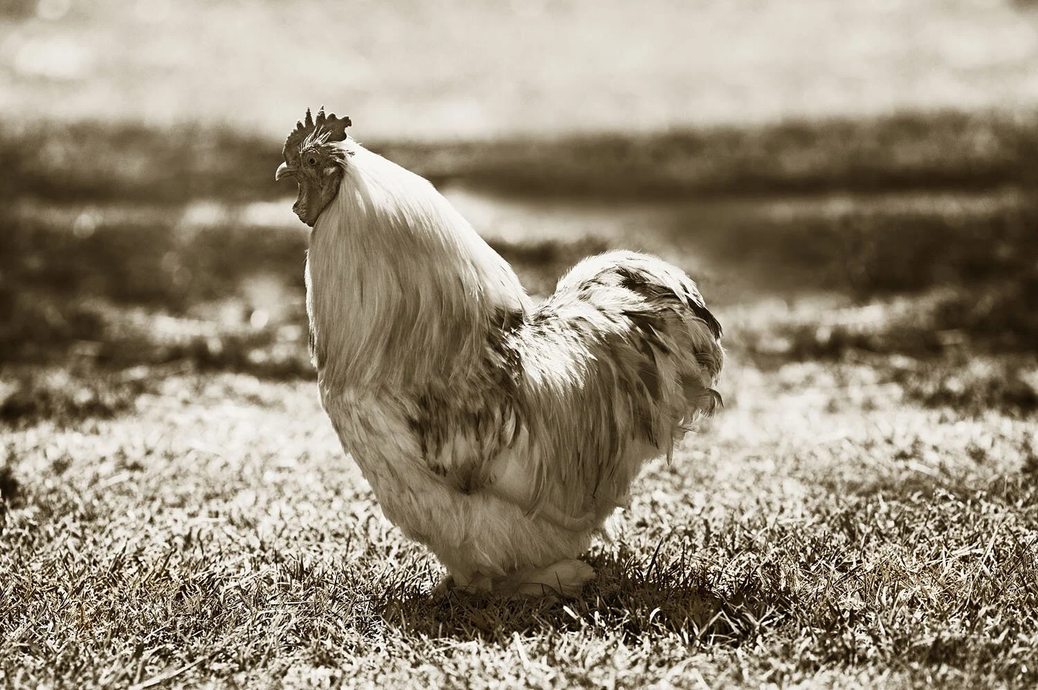 Bantam 2