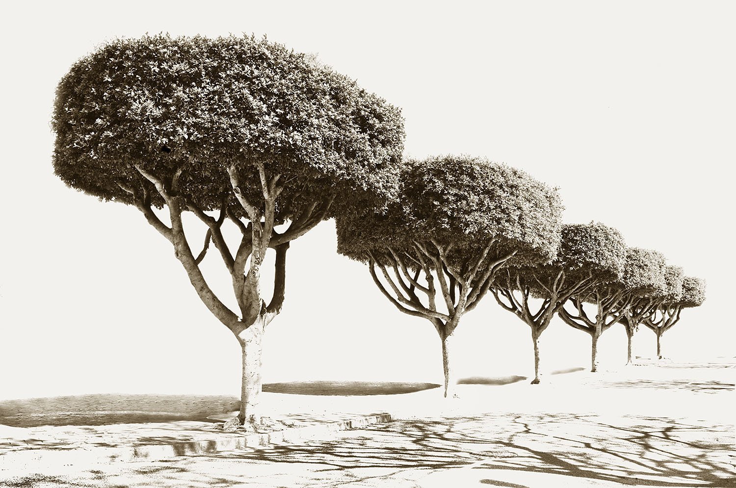 Tree Tops