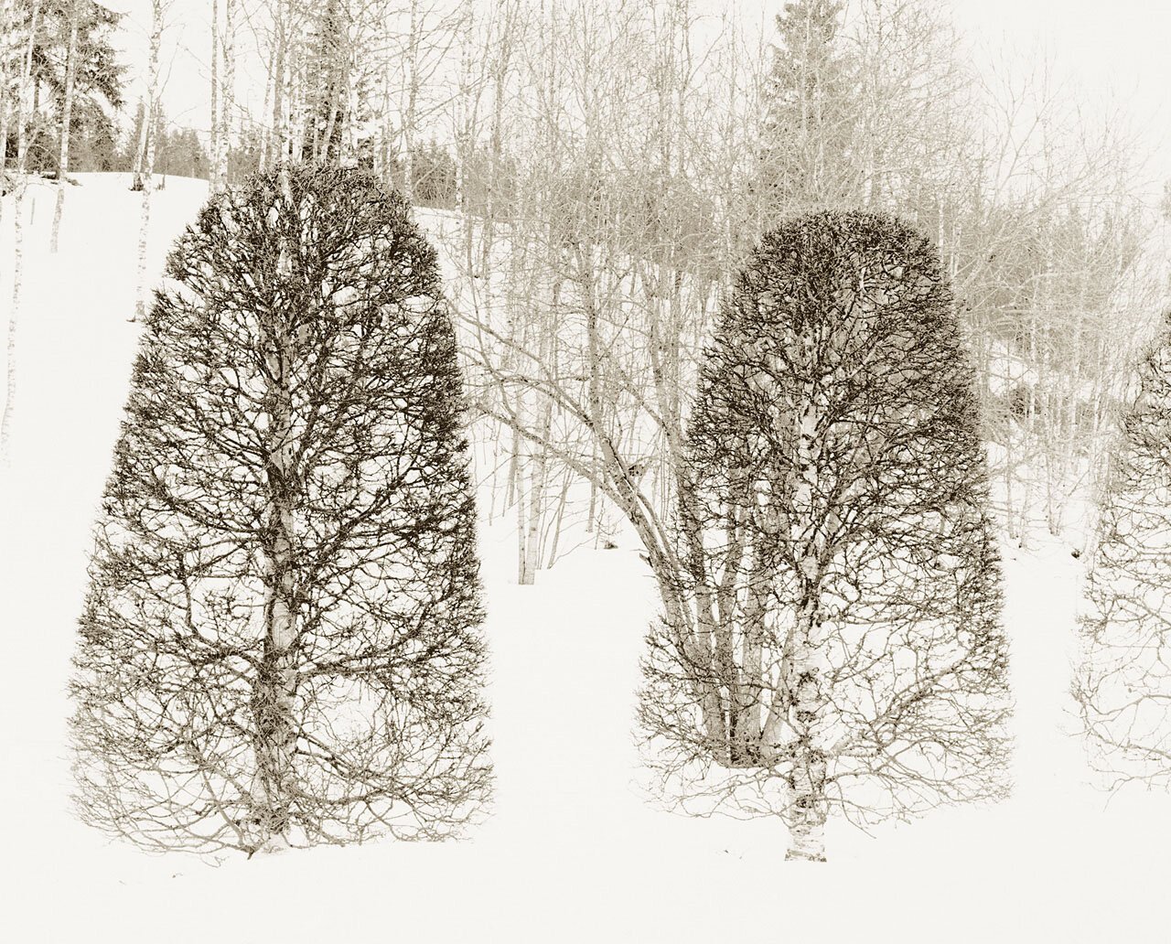 Birch