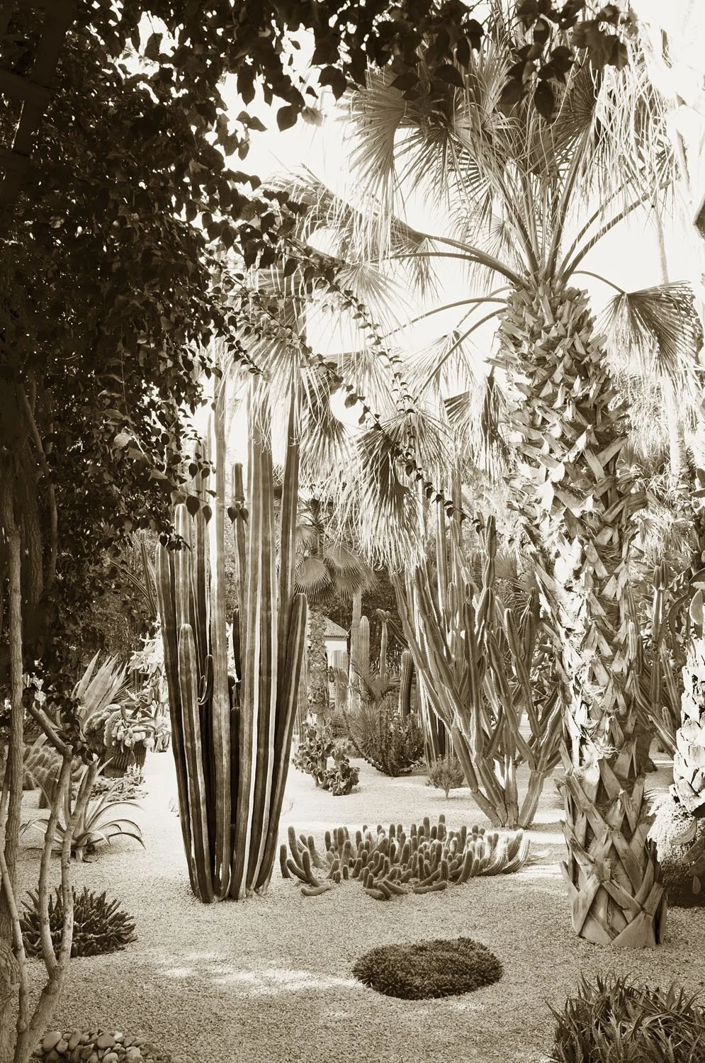 Jardin succulent
