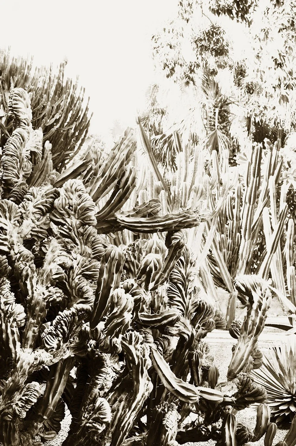 Majorelle