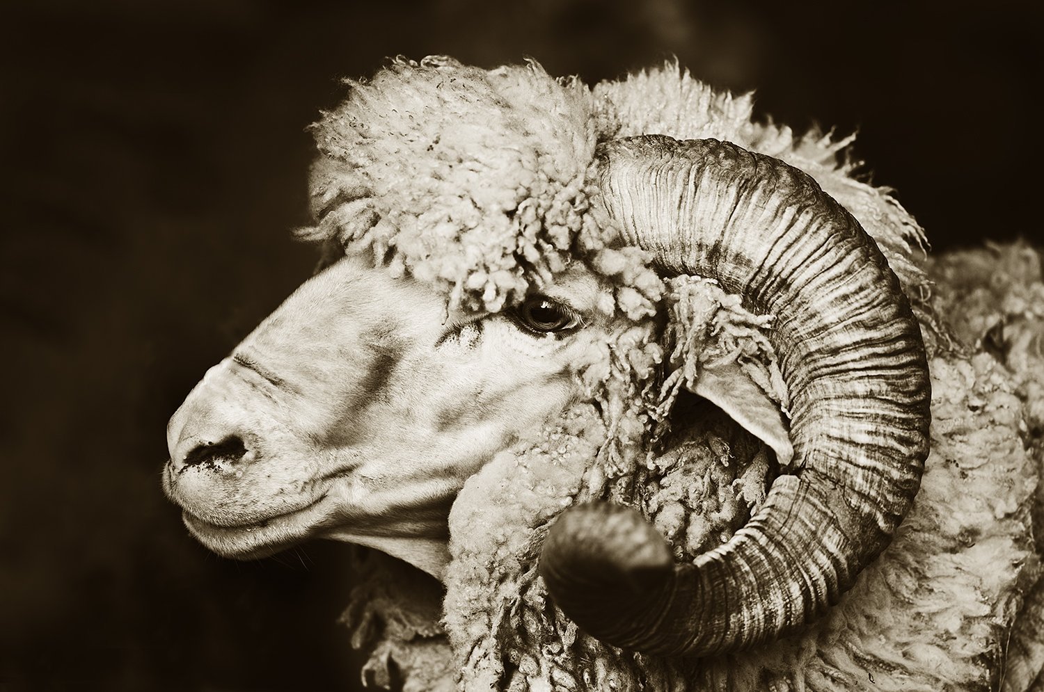 Merino