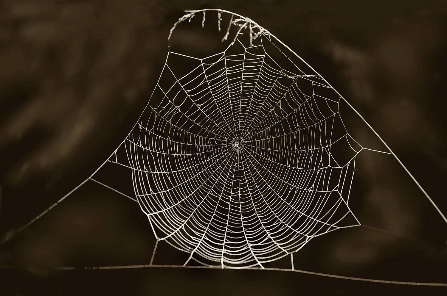 Cobweb