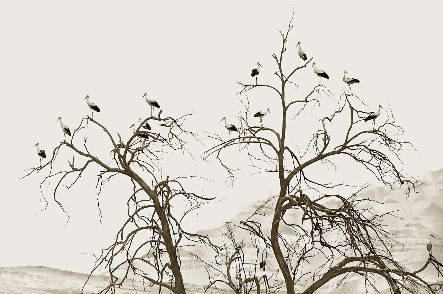 16 Storks