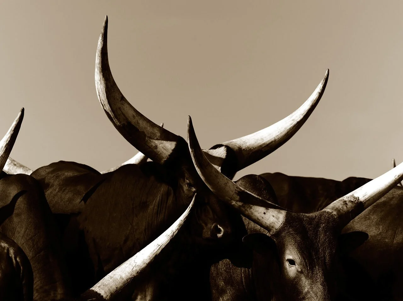 Ankole 3