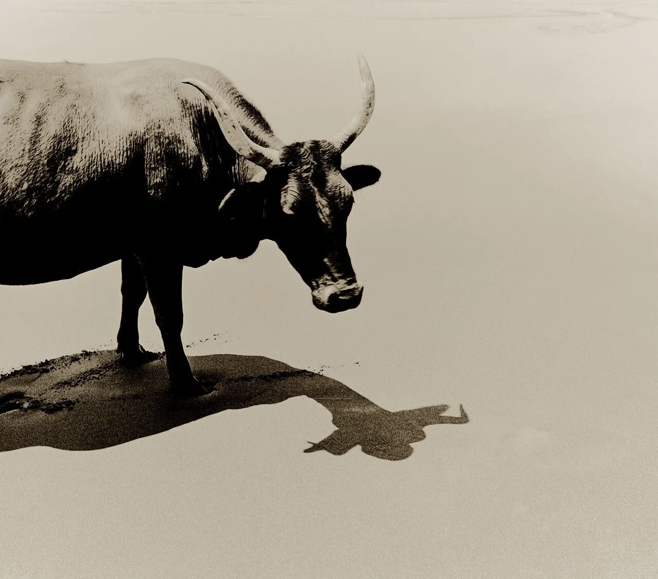 Nguni