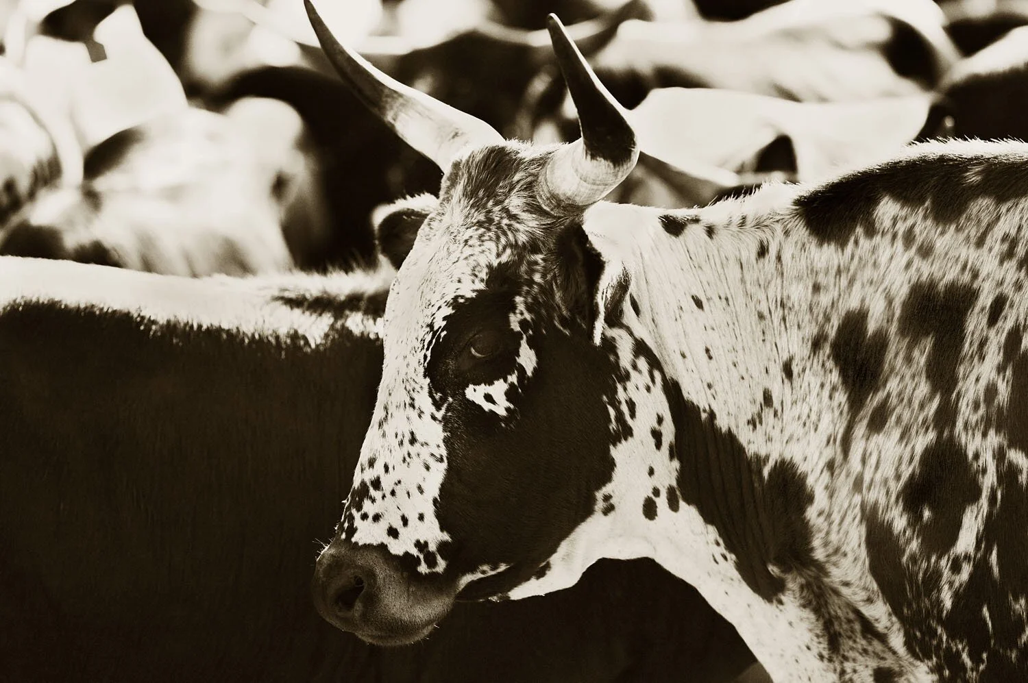 Nguni 5