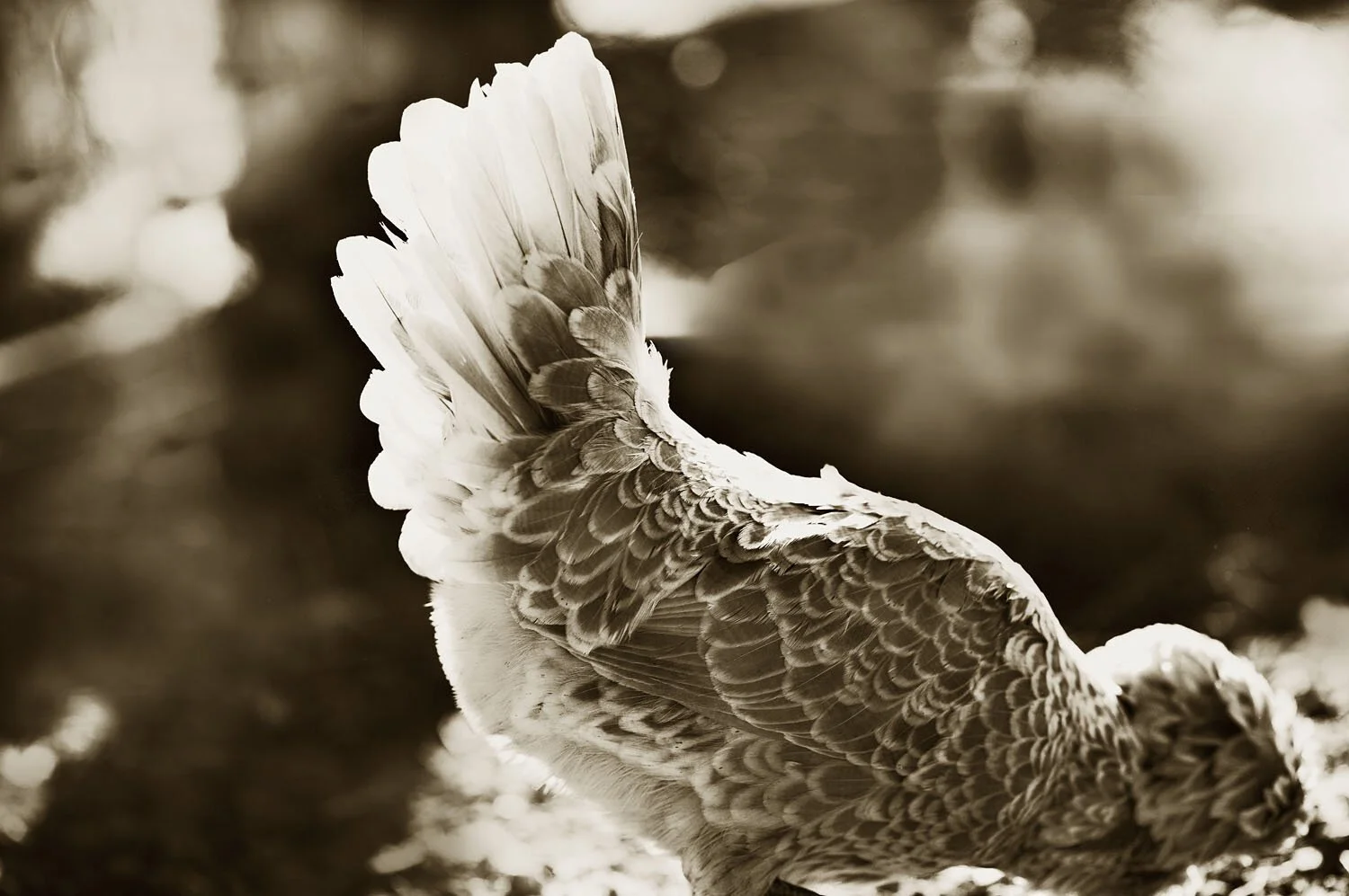 Silver Polish Bantam 2