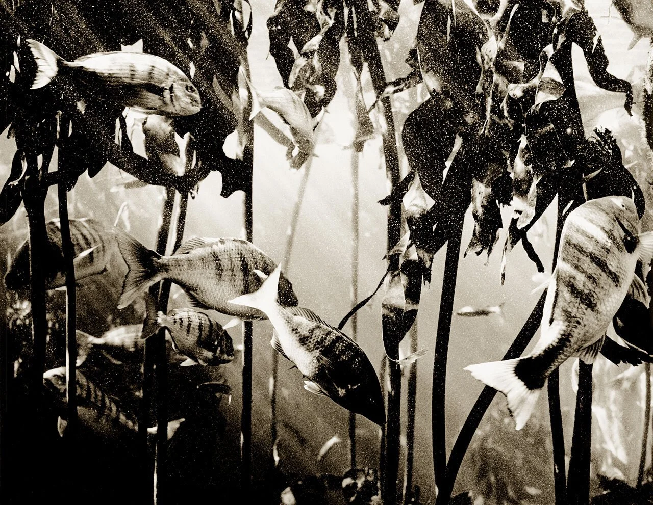 Kelp