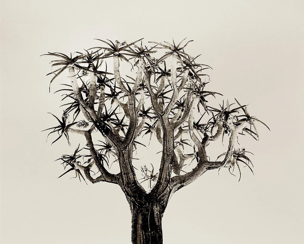 Quiver Tree 1