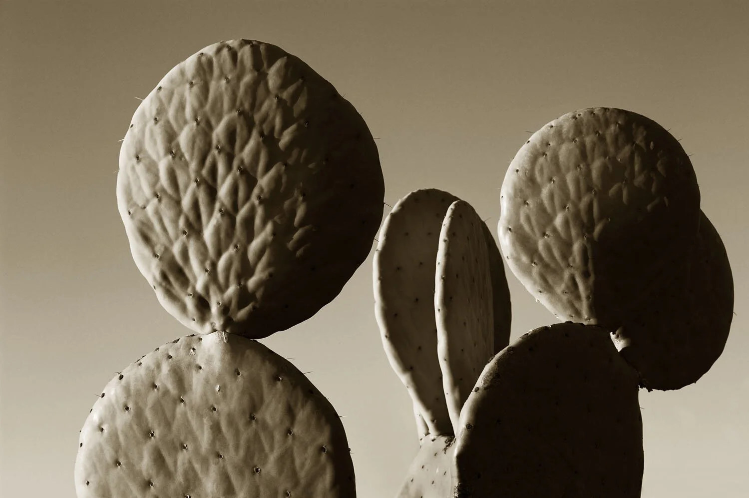 Prickly Pear