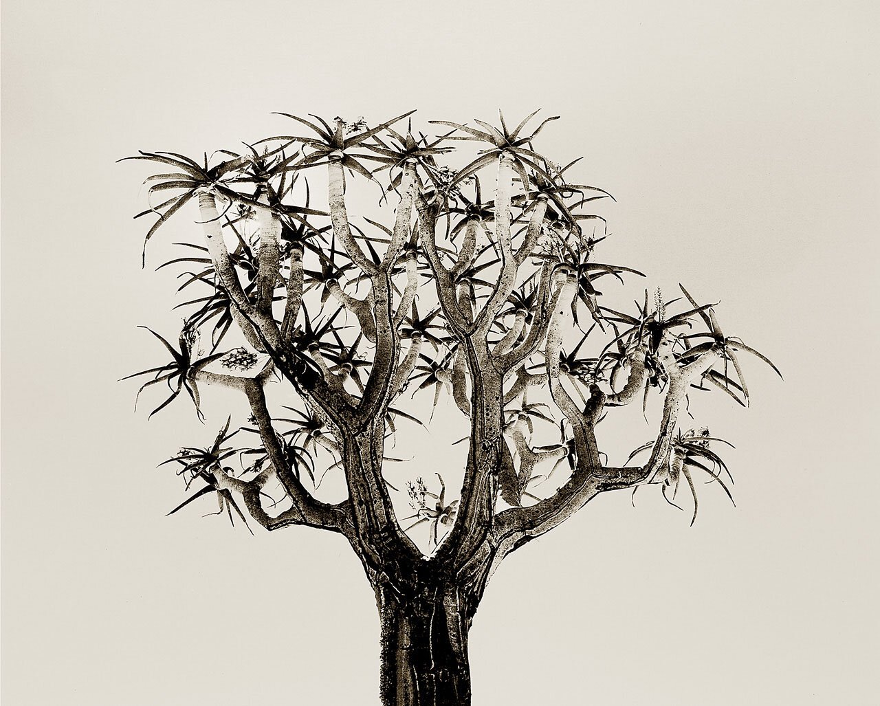 Quiver Tree 1