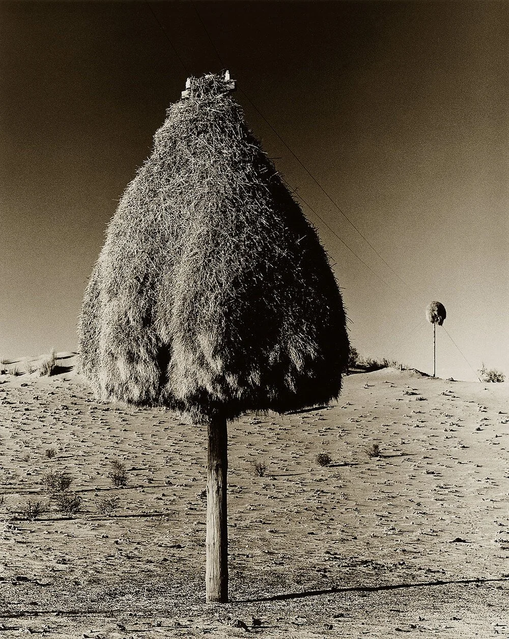 Social Weaver Nest 1