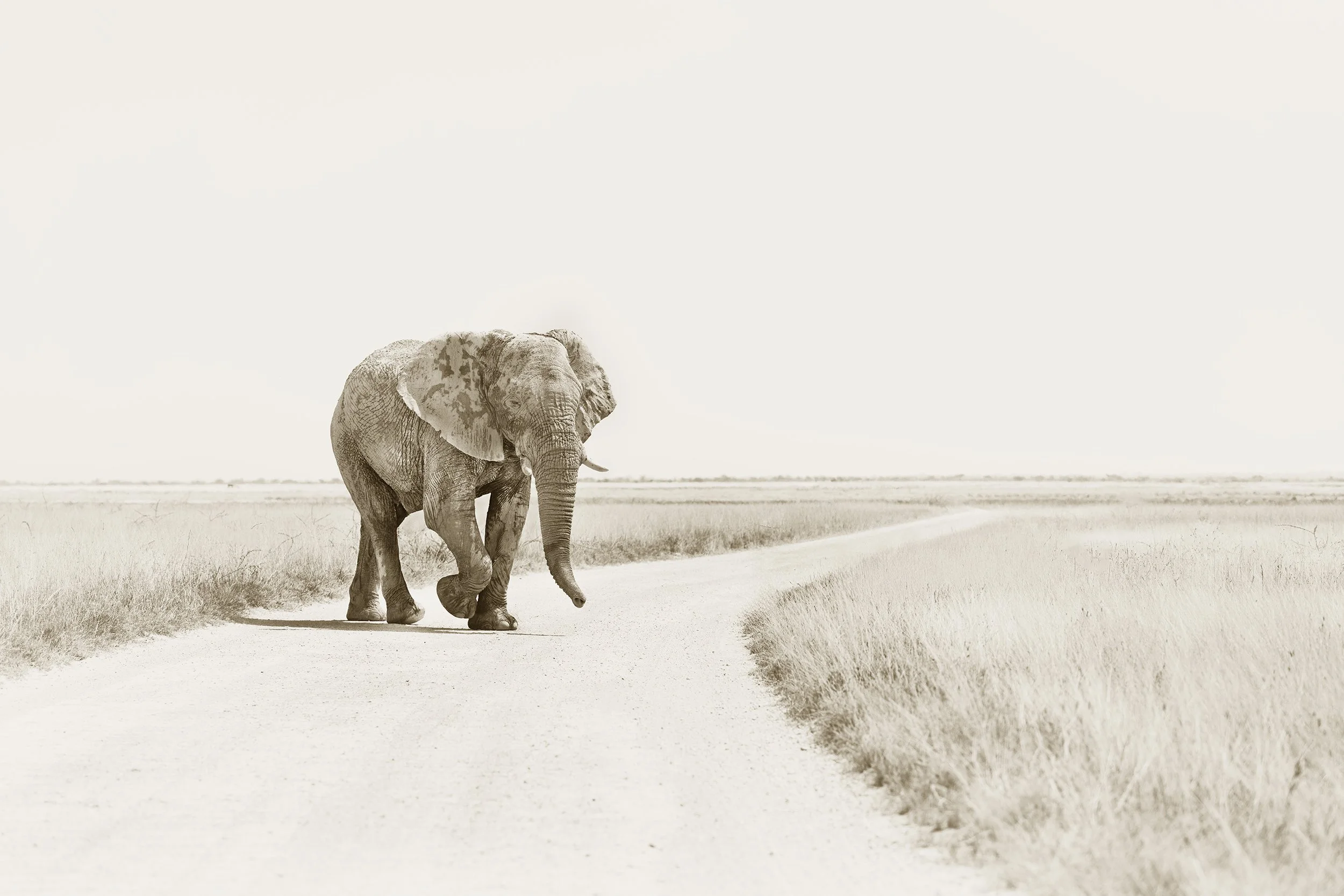 Jaywalker