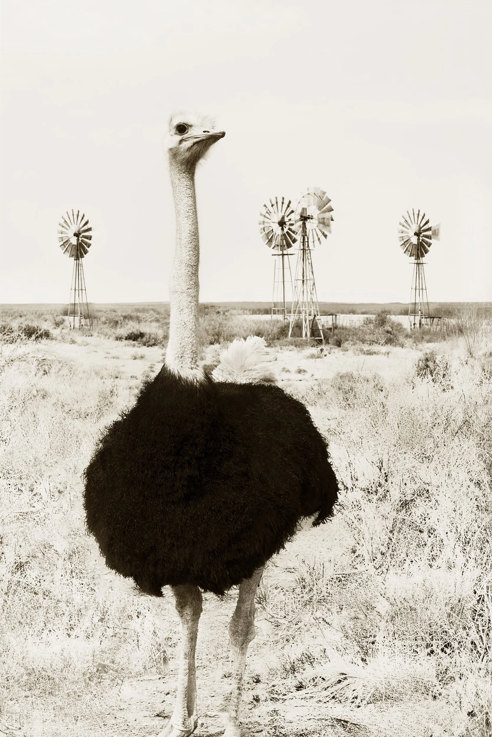 Neck & Necks