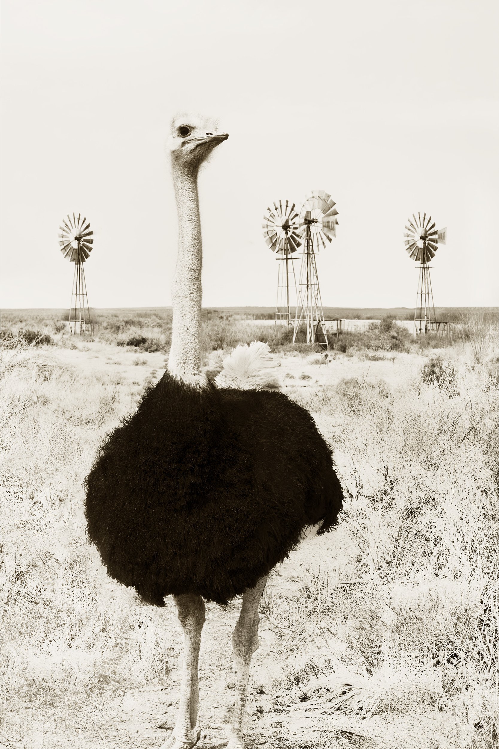 Neck & Necks