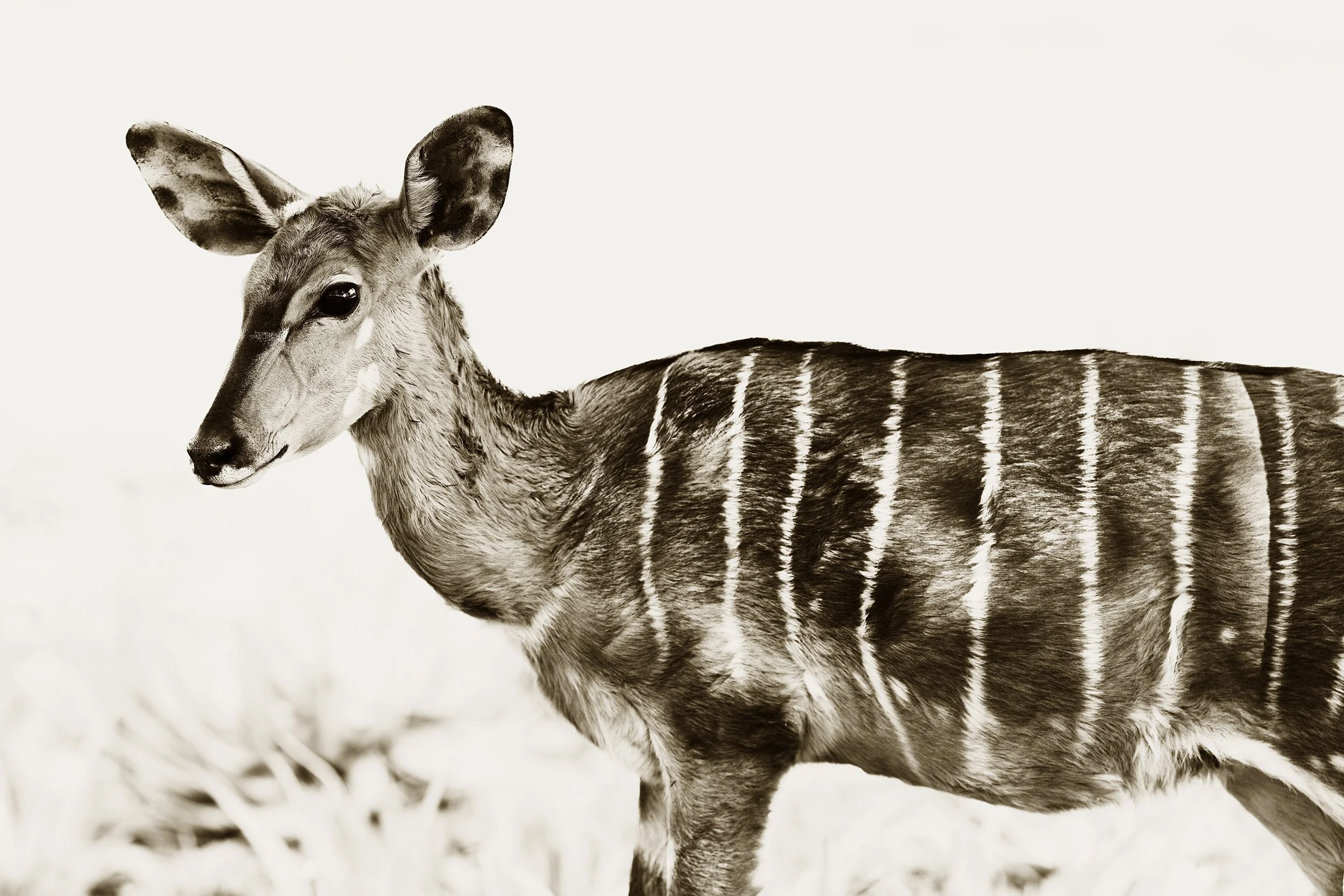 Nyala