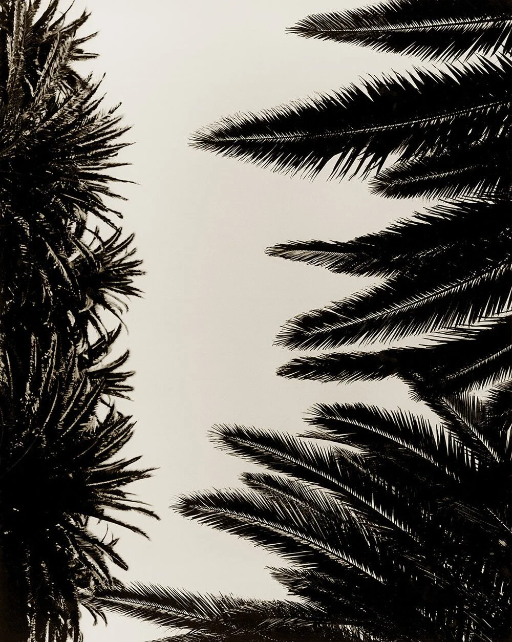 Palm Fronds