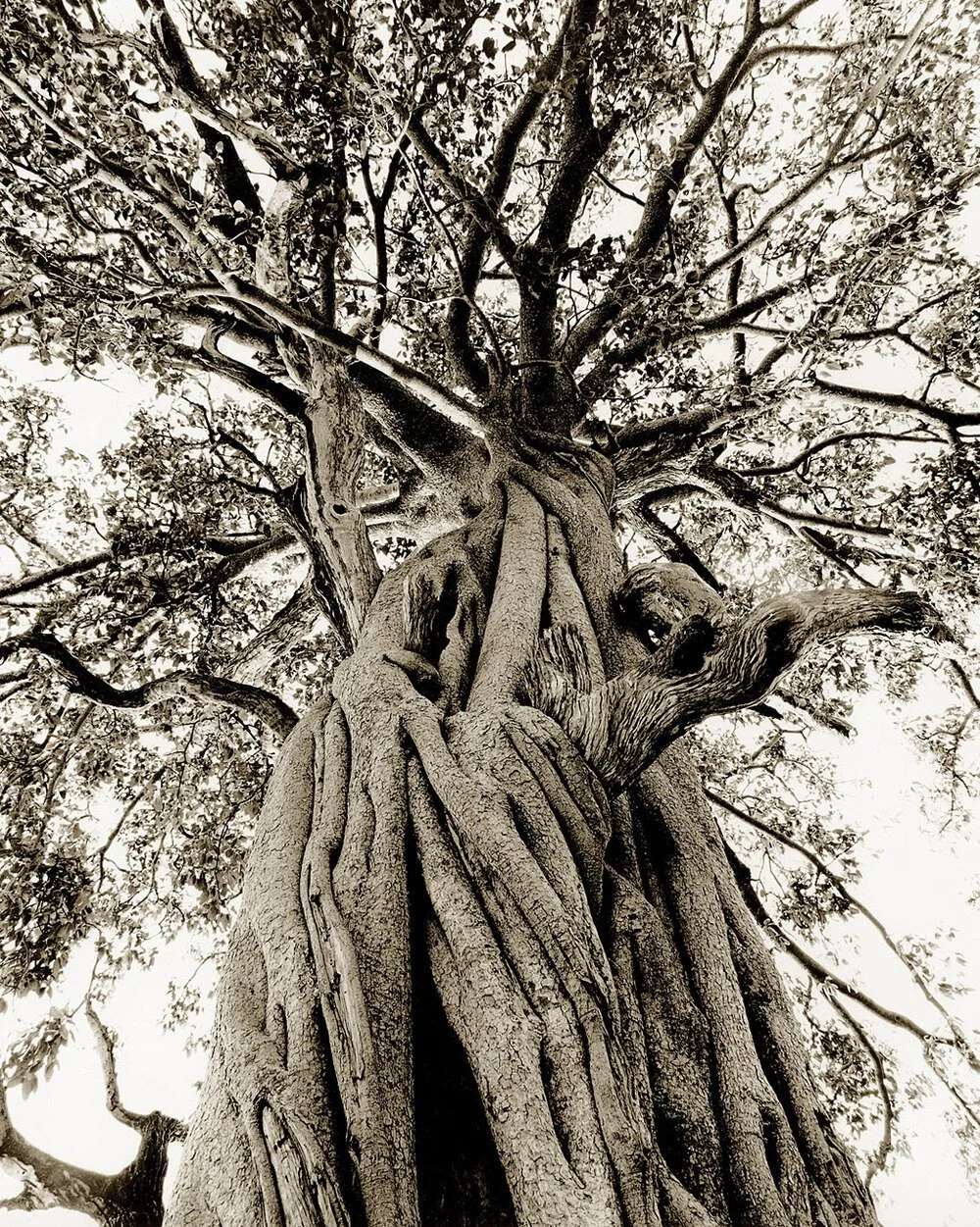 Strangler Trunk