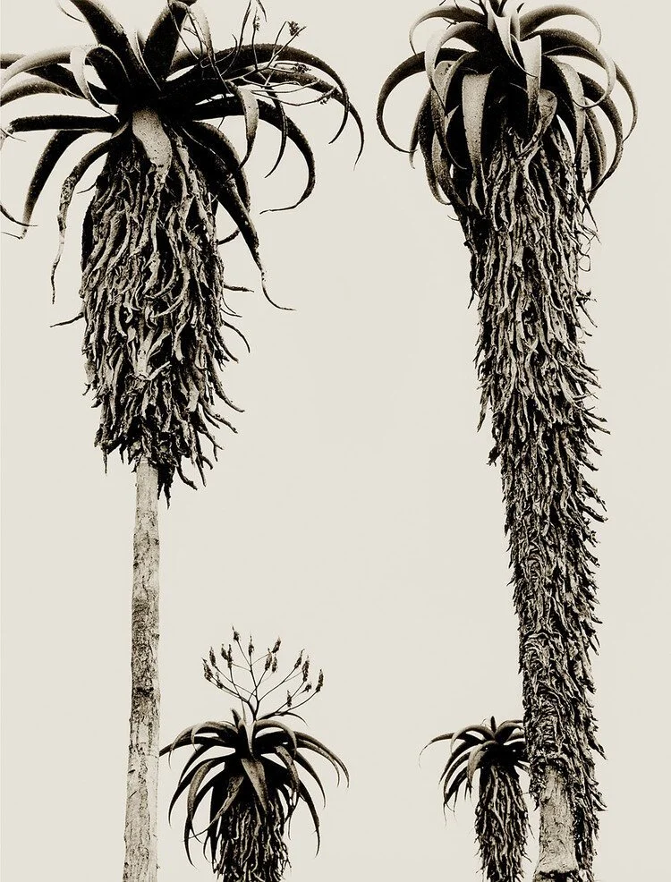 Masvingo Aloes