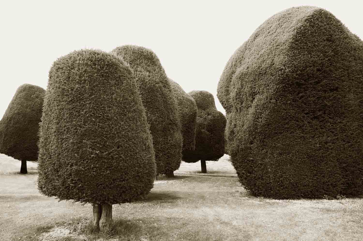 Yew 2
