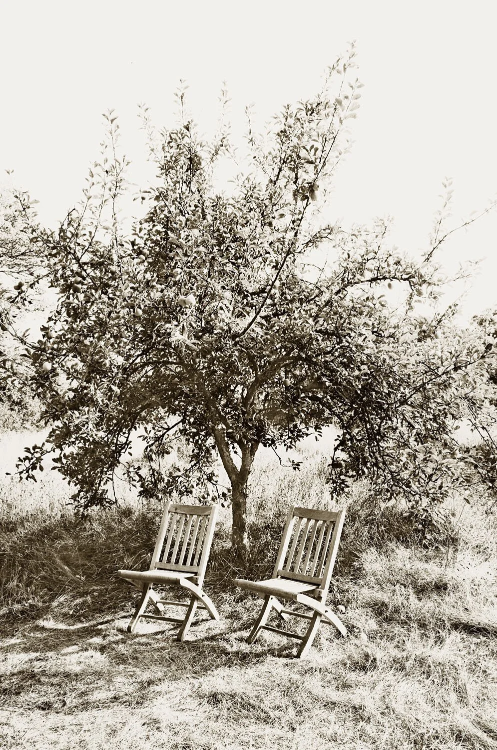 Orchard