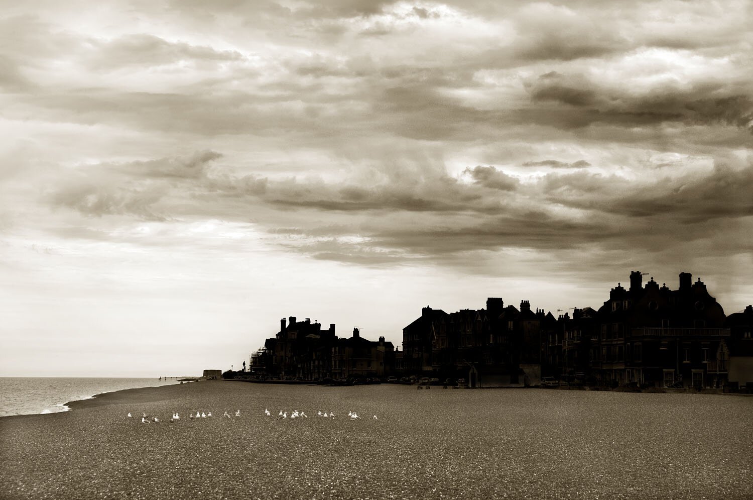 31 Seagulls