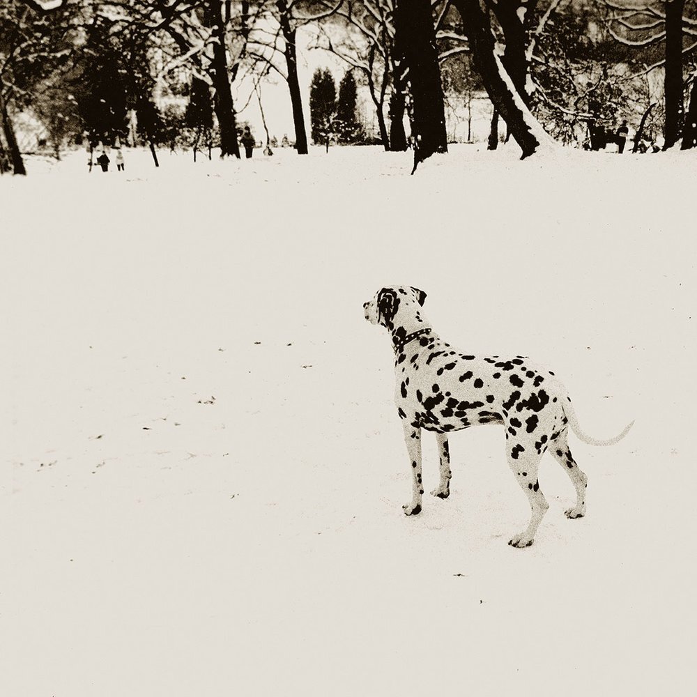 Dalmatian