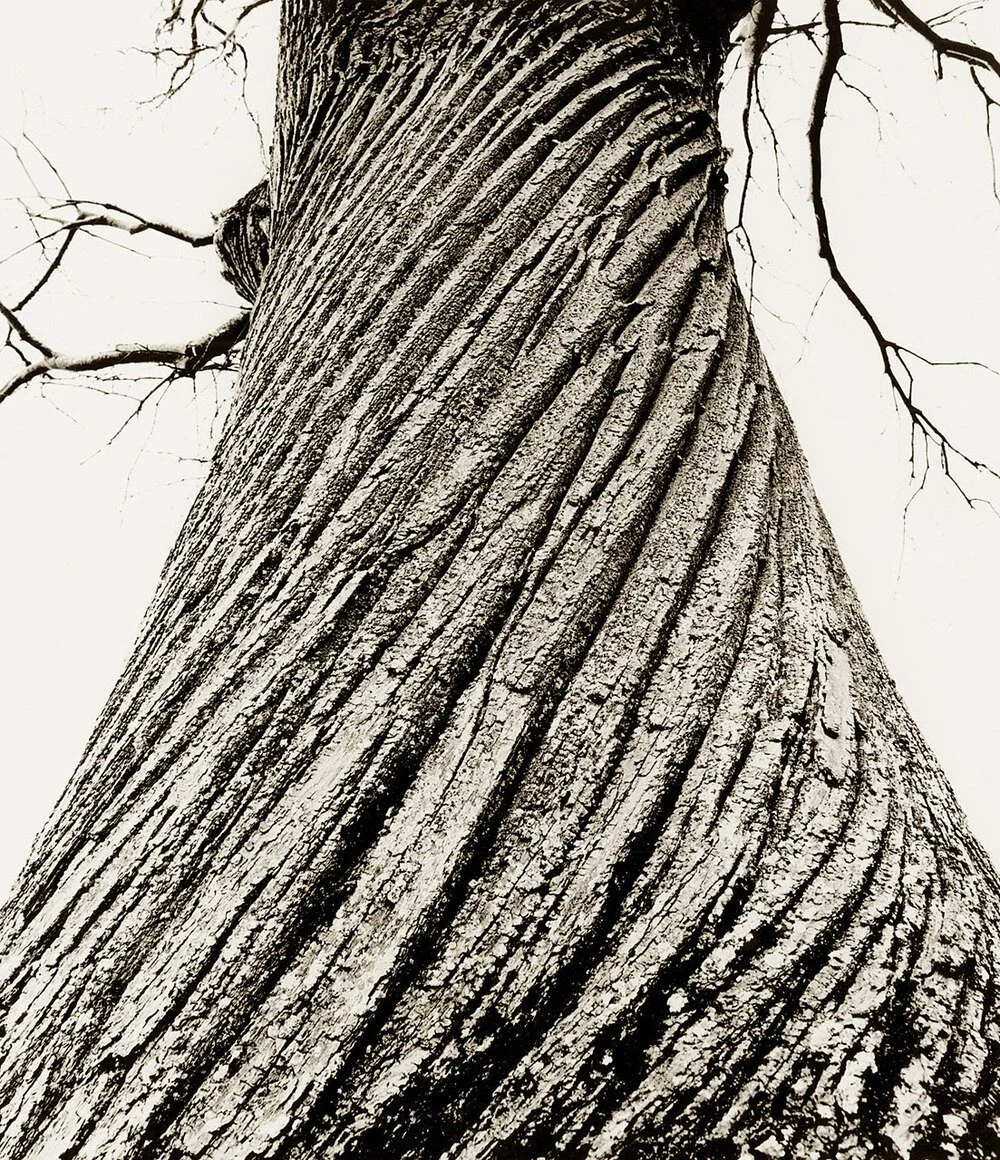 Sweet Chestnut