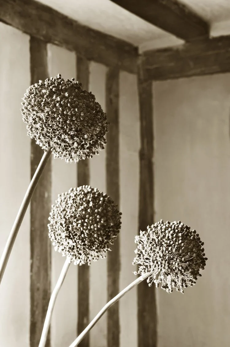 Allium
