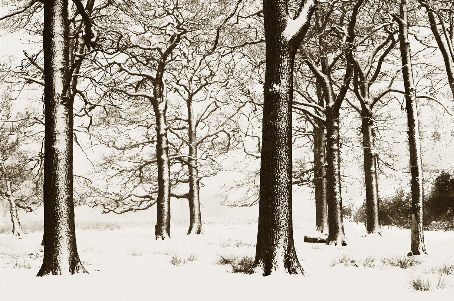 Surrey