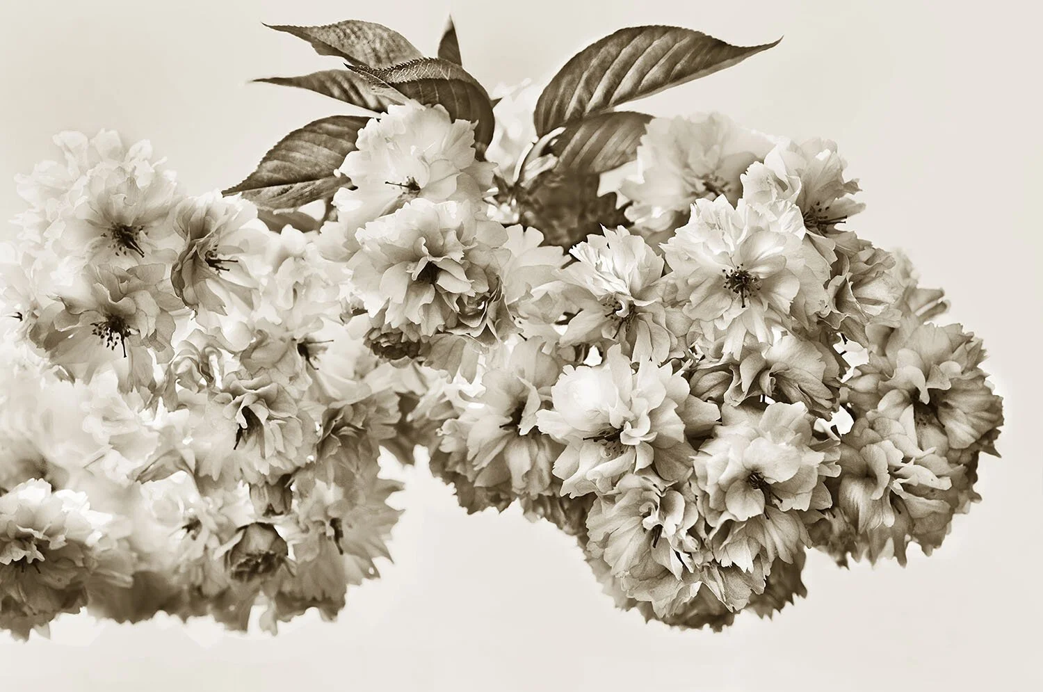 Bloom
