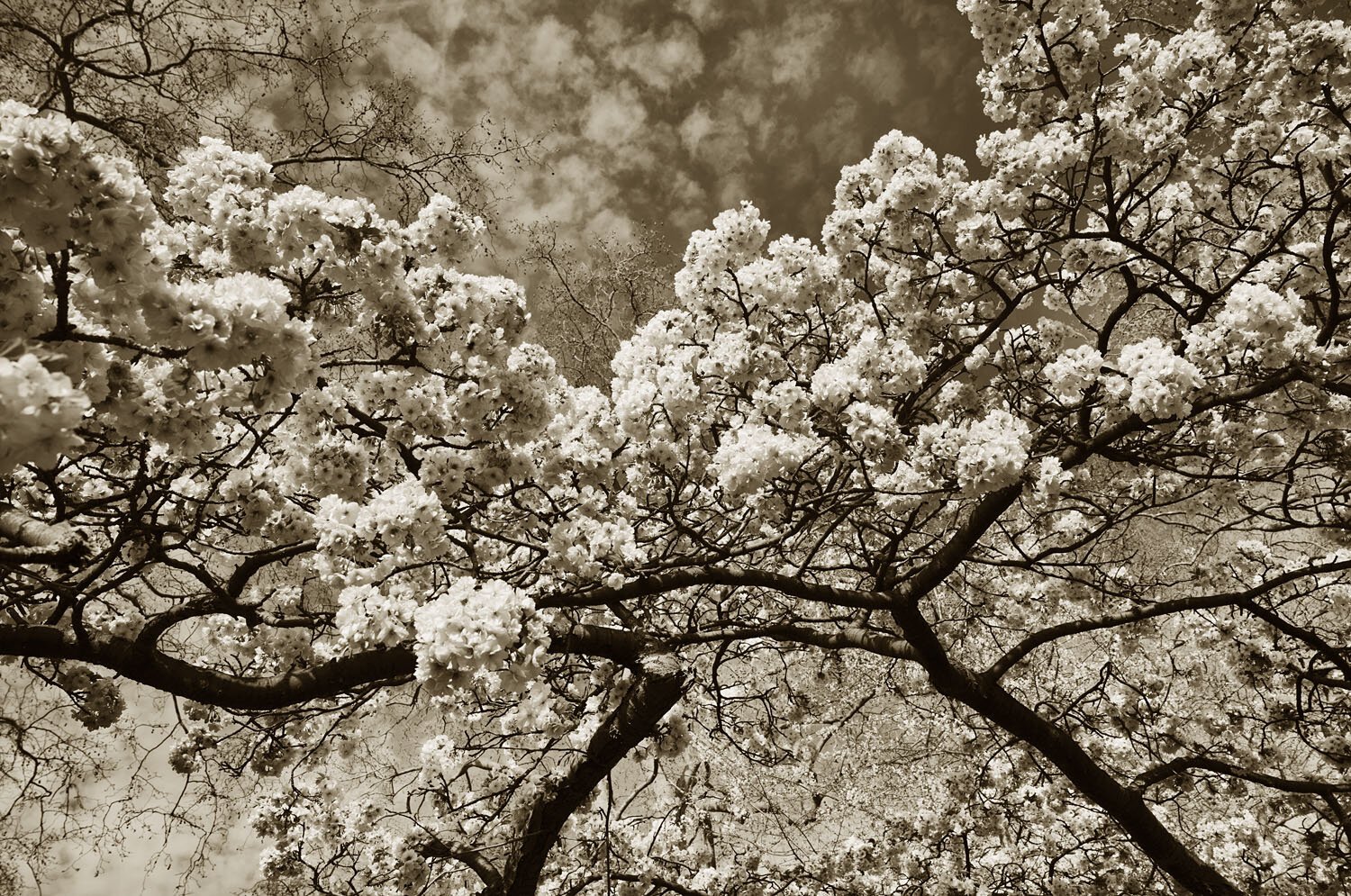 Spring