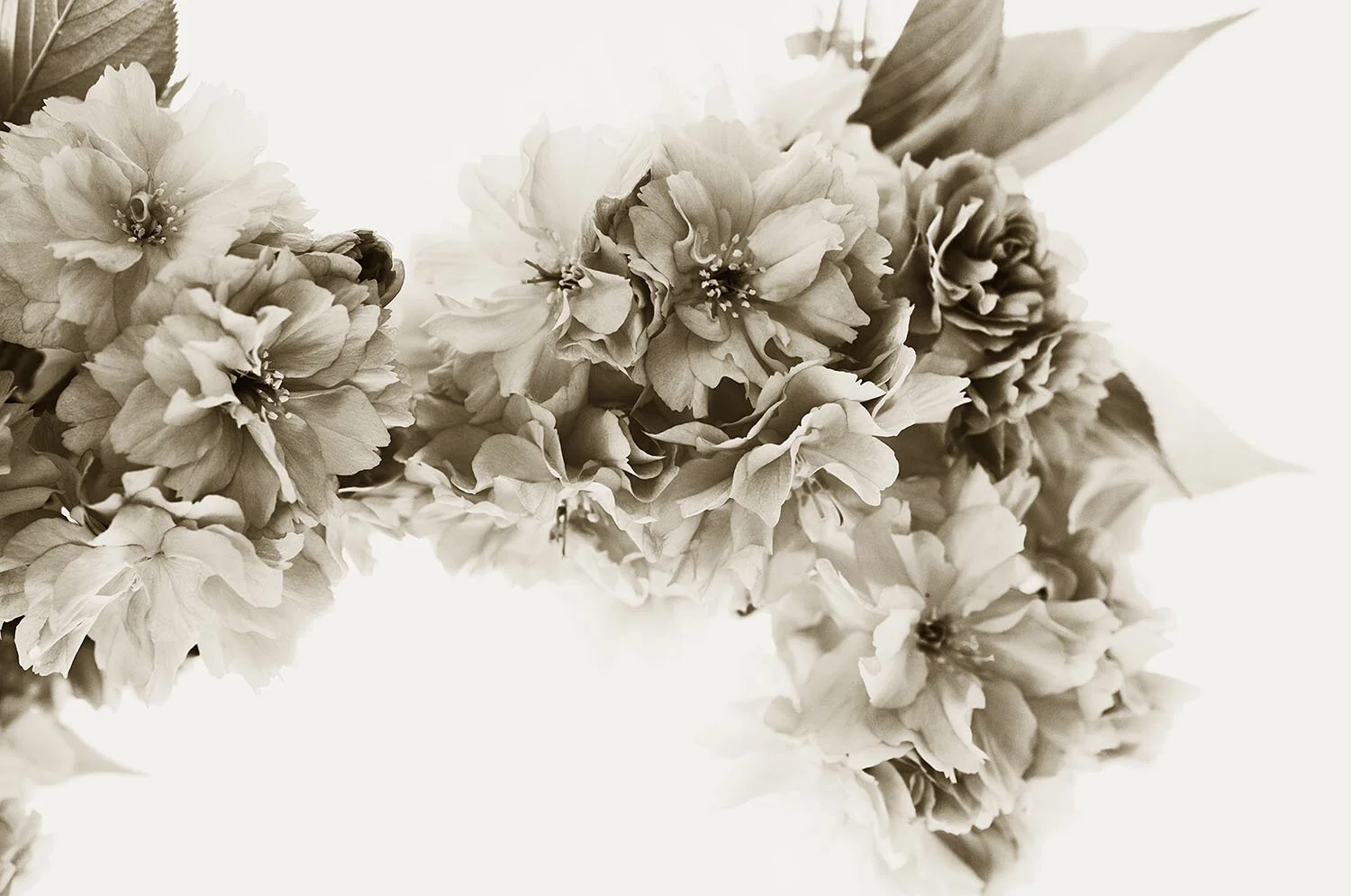 Blossom