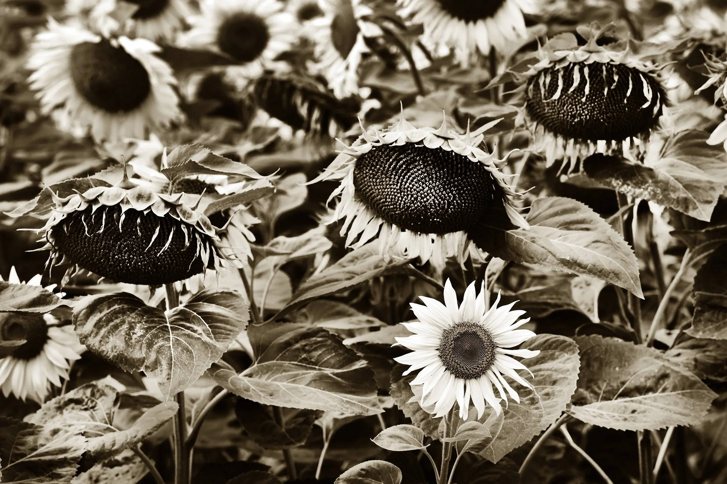 _F2A8586+3.jpg.webp