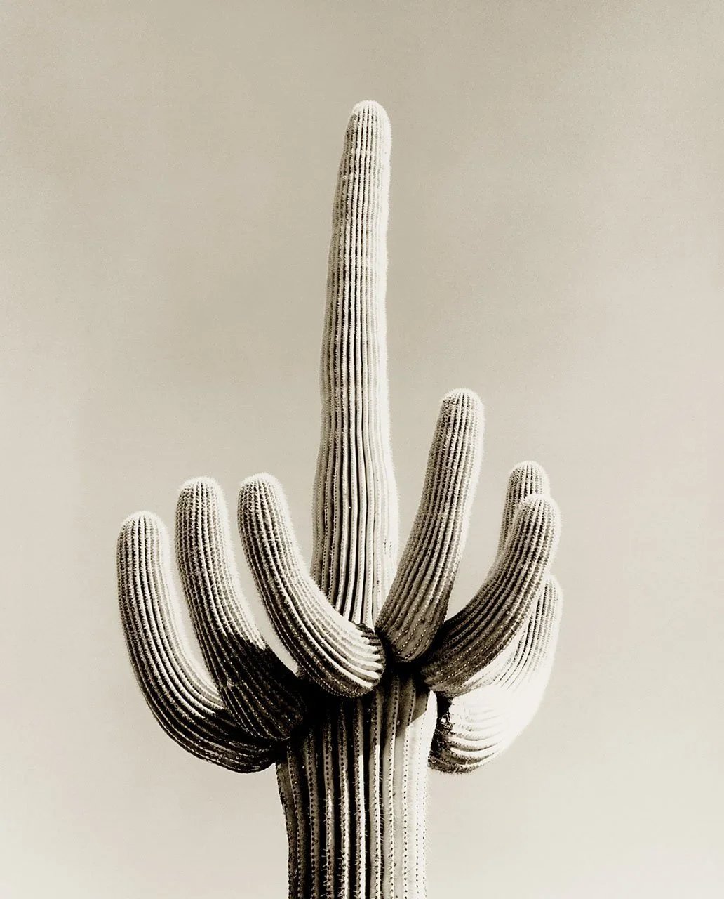 Cactus-C.jpg.webp