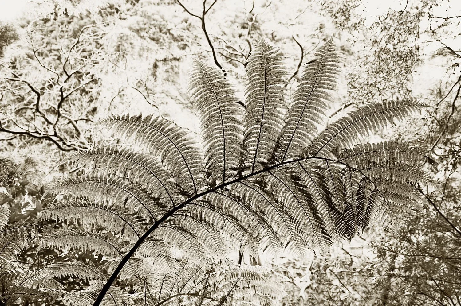 L1003755.jpg.webp