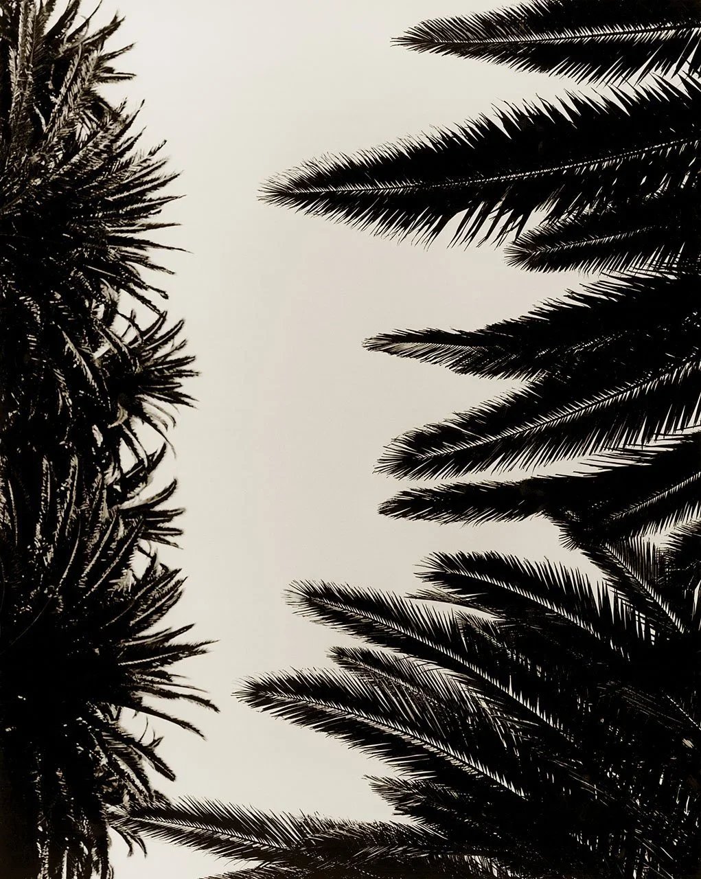 Palm-Fronds.jpg.webp
