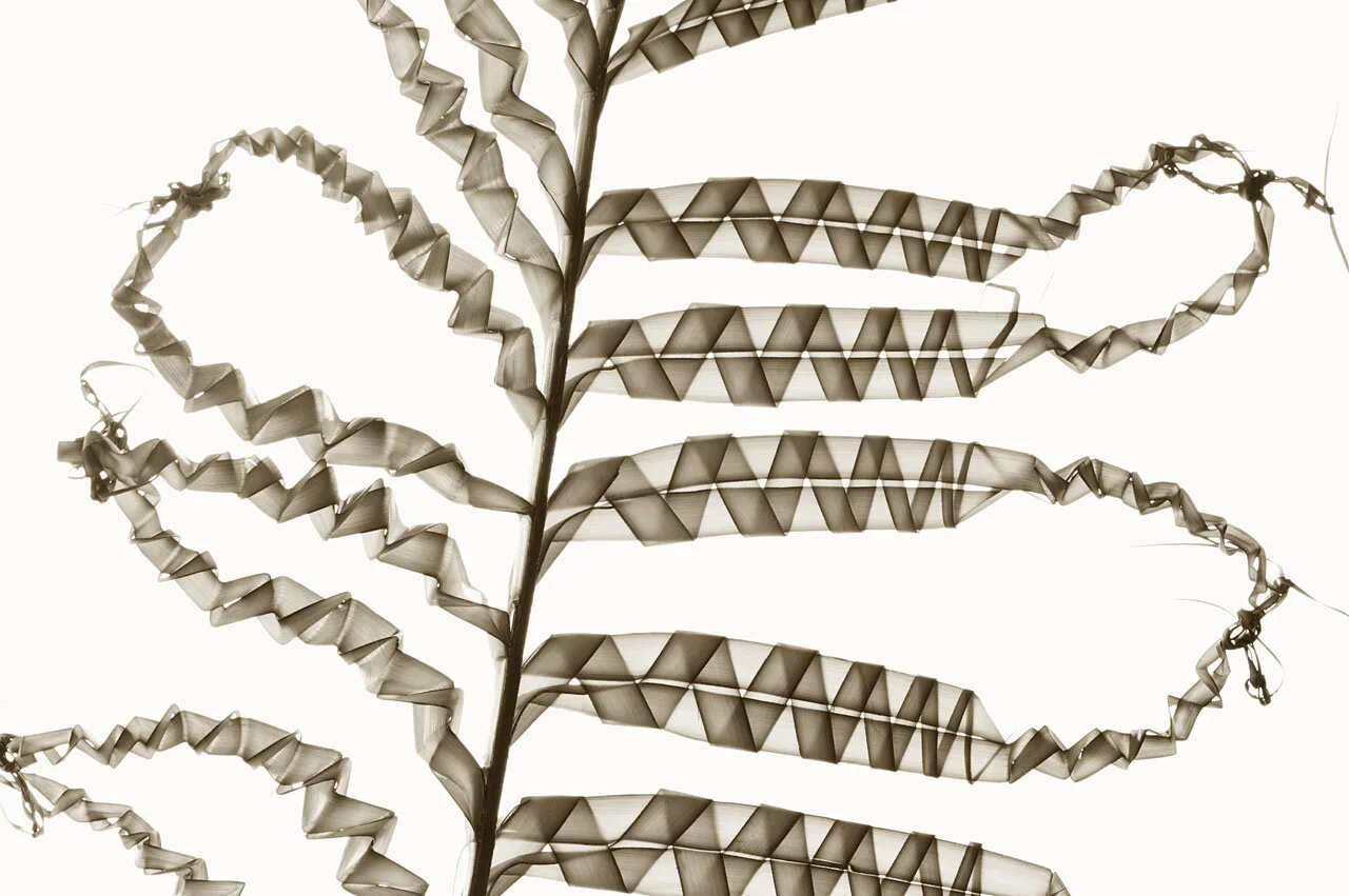 Stumped+L1000064.jpg.webp