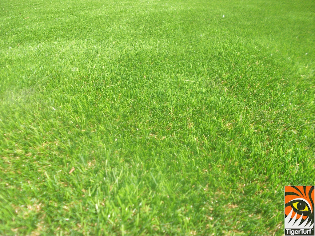 blackrock tigerytuy 79123 33.jpg